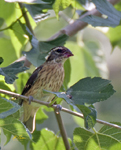 Rose breasted Grosbeak 0172